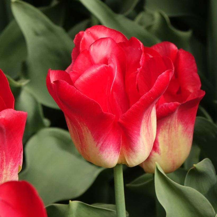 Tulipe Triomphe Match (Flowering)