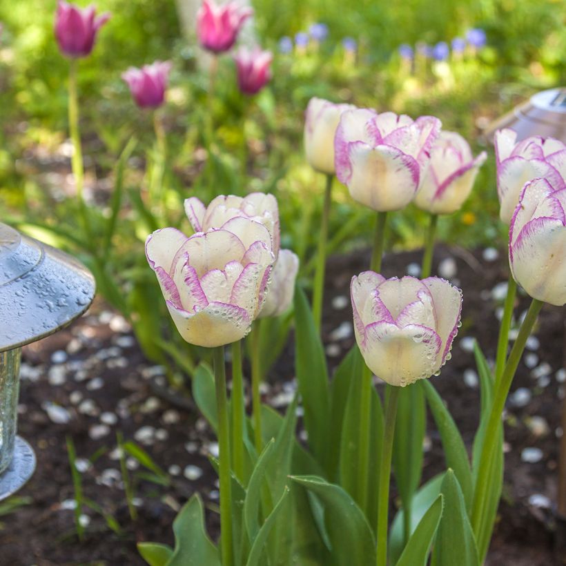 Tulipe Triomphe Shirley (Plant habit)