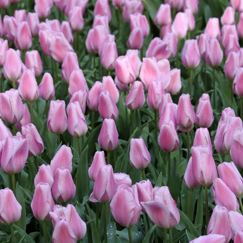 Tulipe Triomphe Synaeda Amor  (Flowering)