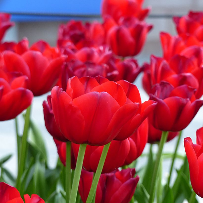 Tulipe Triomphe Unique de France (Flowering)