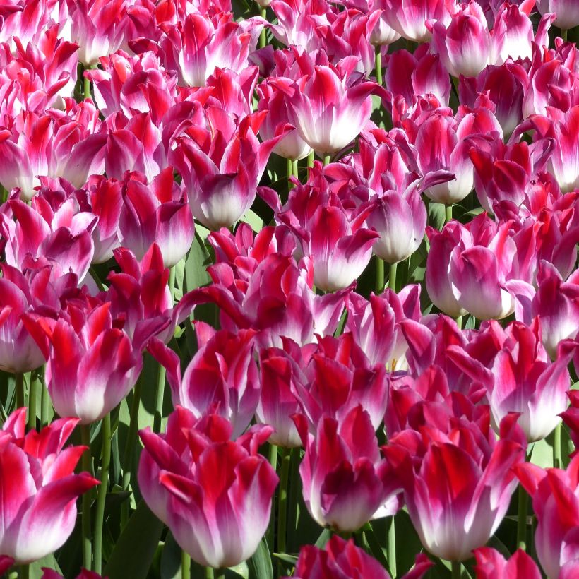 Tulipe Triomphe Whispering Dream (Flowering)