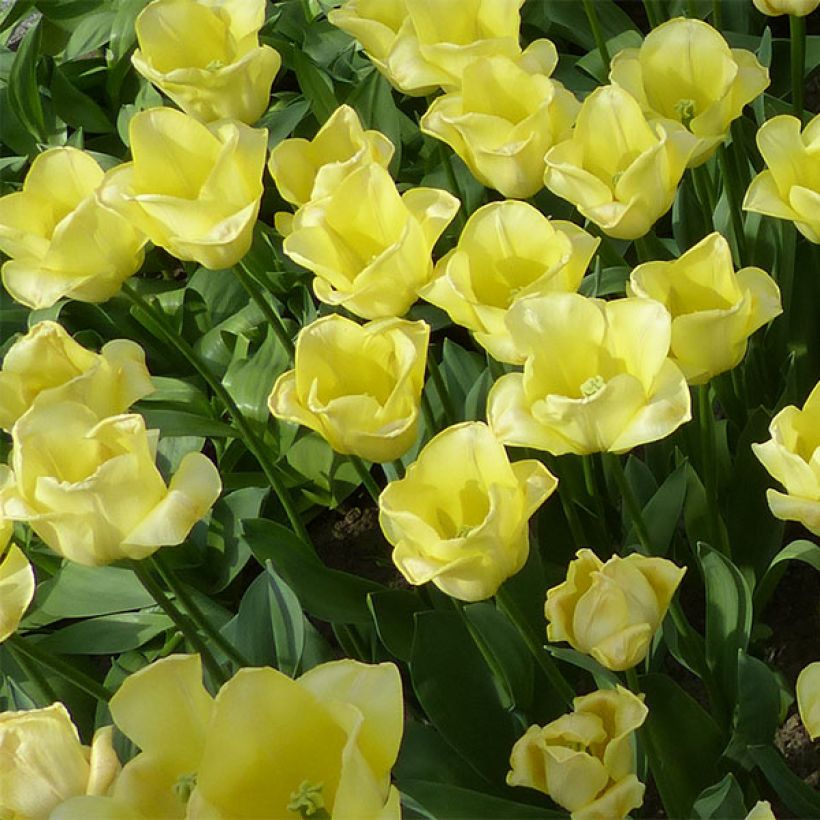 Tulipe Triomphe World Friendship (Flowering)
