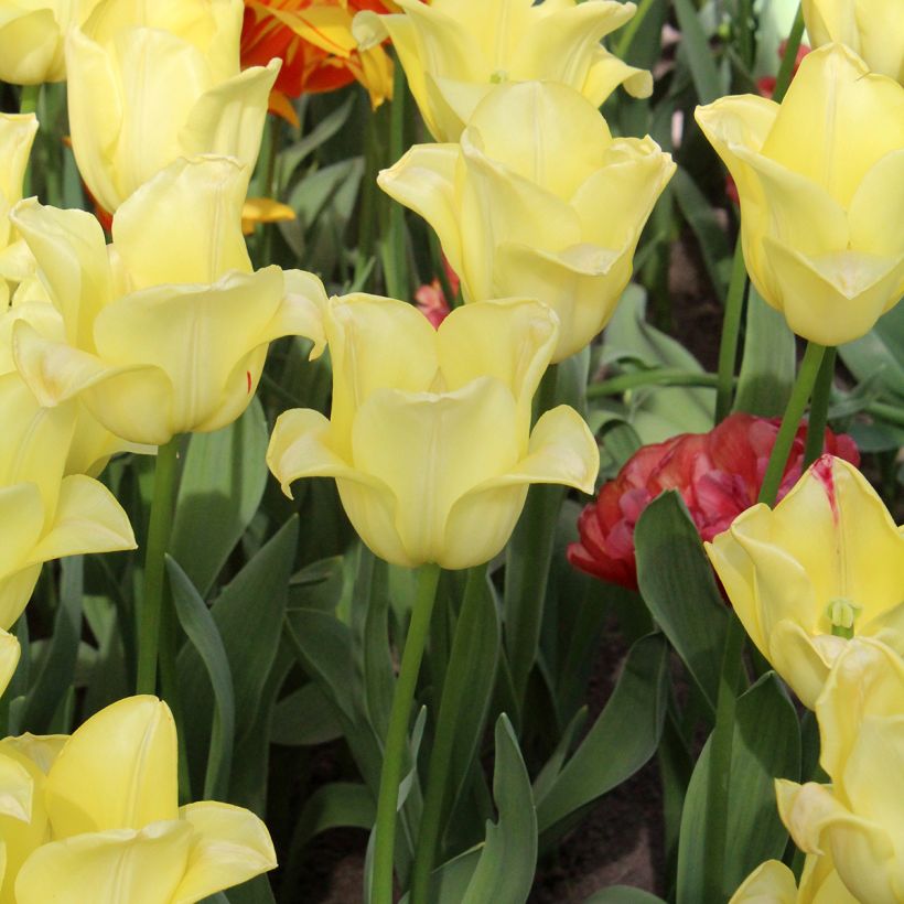 Tulipe Triomphe World Friendship (Plant habit)