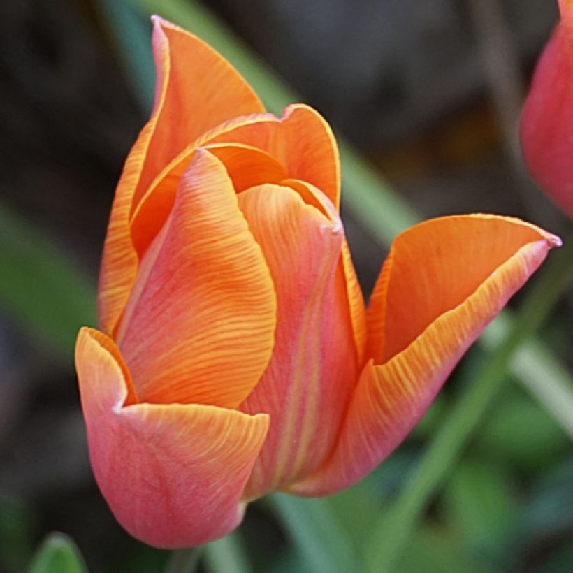 Tulipe Triomphe Véronique Sanson (Flowering)