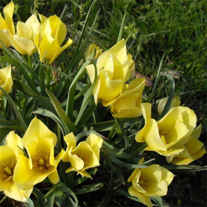 Tulipe botanique batalinii Yellow Jewel (Flowering)