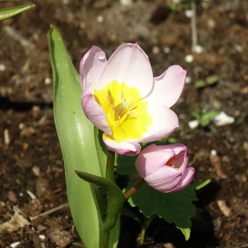 Tulipe botanique bakeri Lilac Wonder (Flowering)