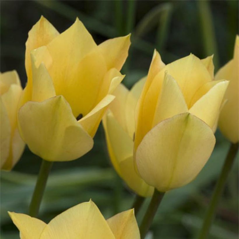 Tulipe botanique batalinii Bronze Charm (Flowering)