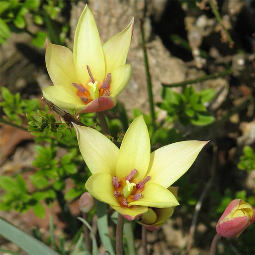 Tulipe botanique clusiana Cynthia (Flowering)