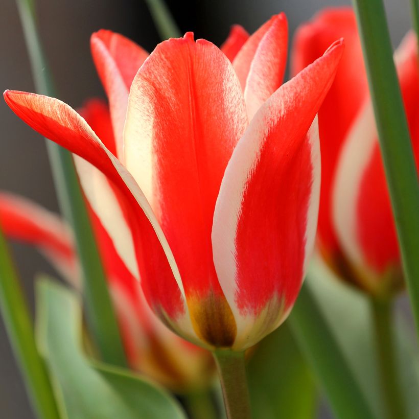 Tulipe botanique greigii Pinocchio (Flowering)