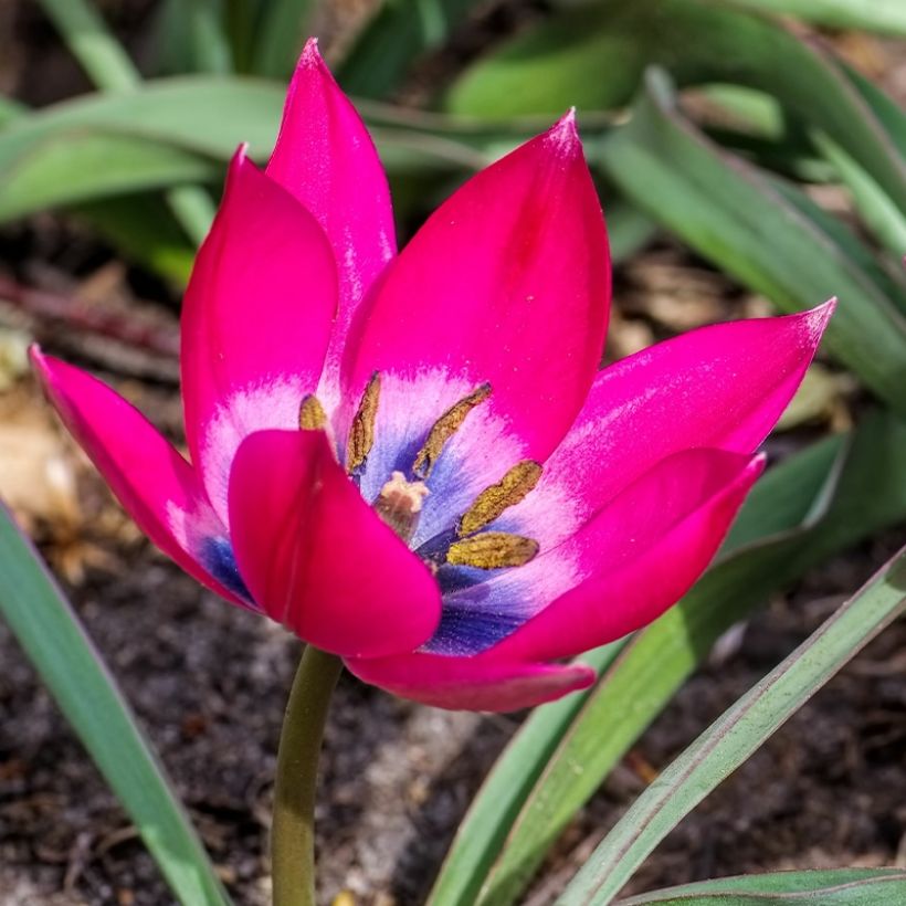 Tulipe botanique humilis - Tulipa humilis (Flowering)