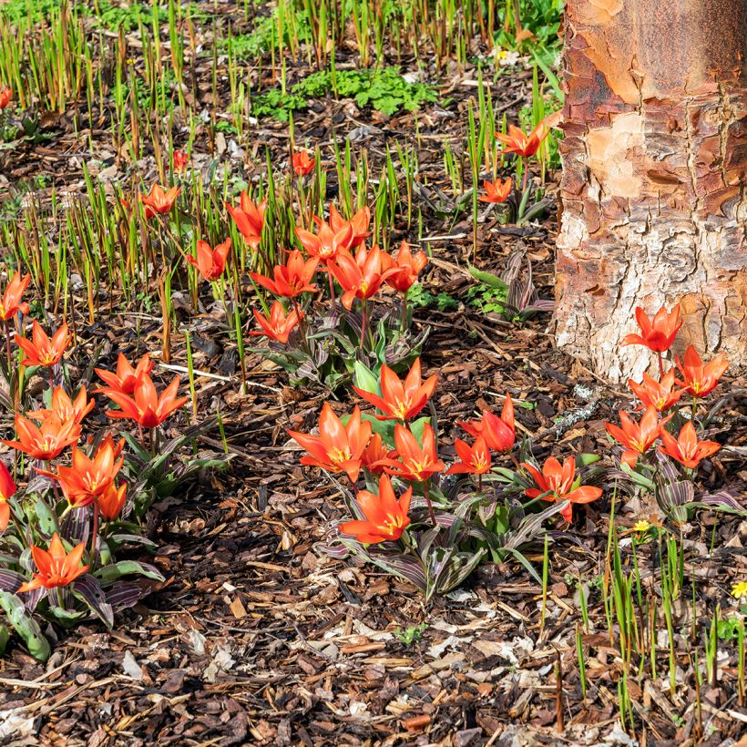 Tulipe botanique kaufmanniana Early Harvest (Plant habit)