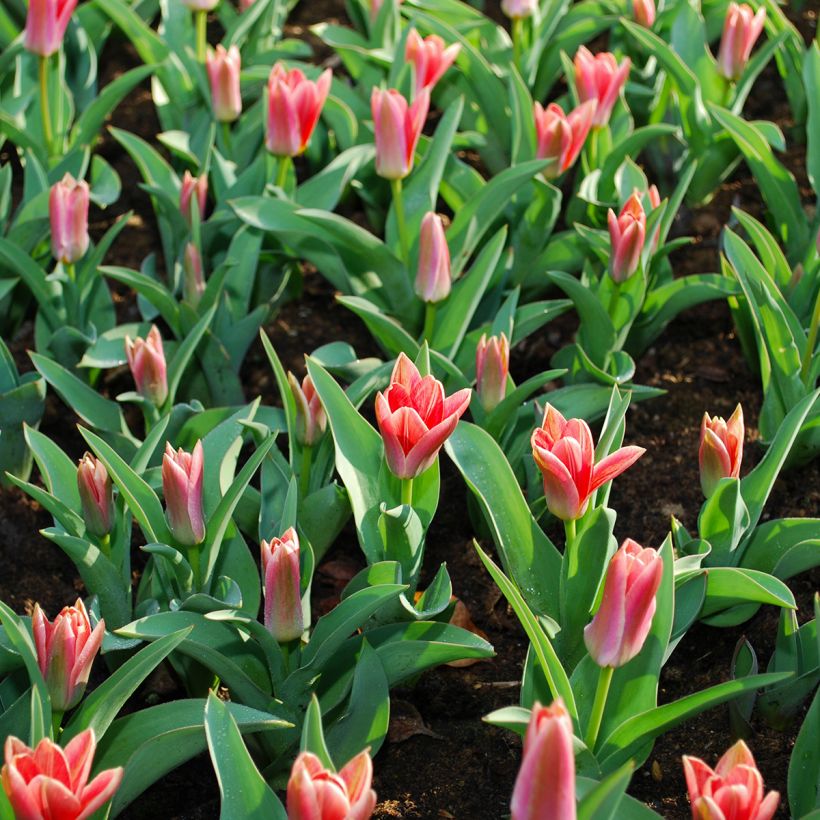 Tulipe botanique kaufmanniana Fashion (Foliage)