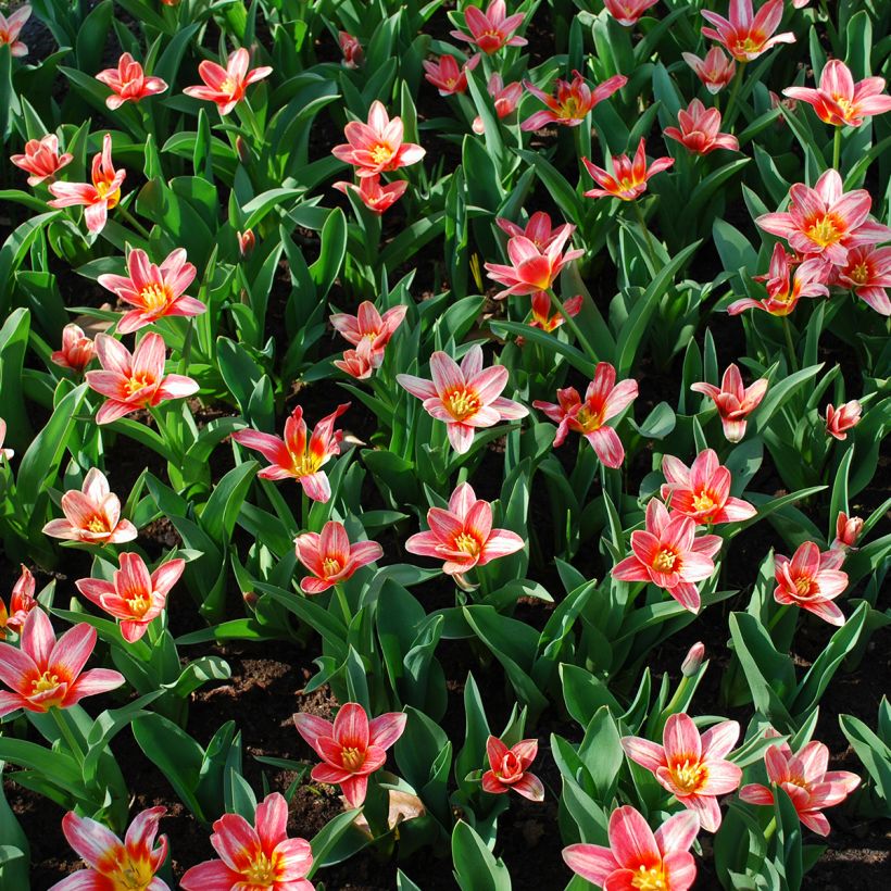 Tulipe botanique kaufmanniana Fashion (Plant habit)