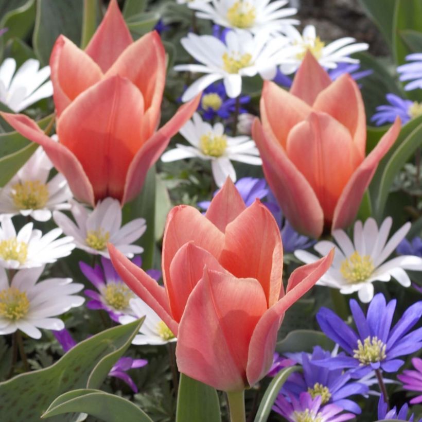 Tulipe botanique kaufmanniana Fritz Kreisler (Flowering)