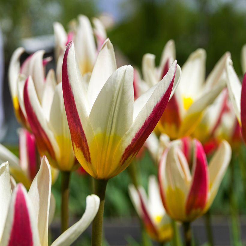 Tulipe botanique kaufmanniana Johann Strauss (Flowering)