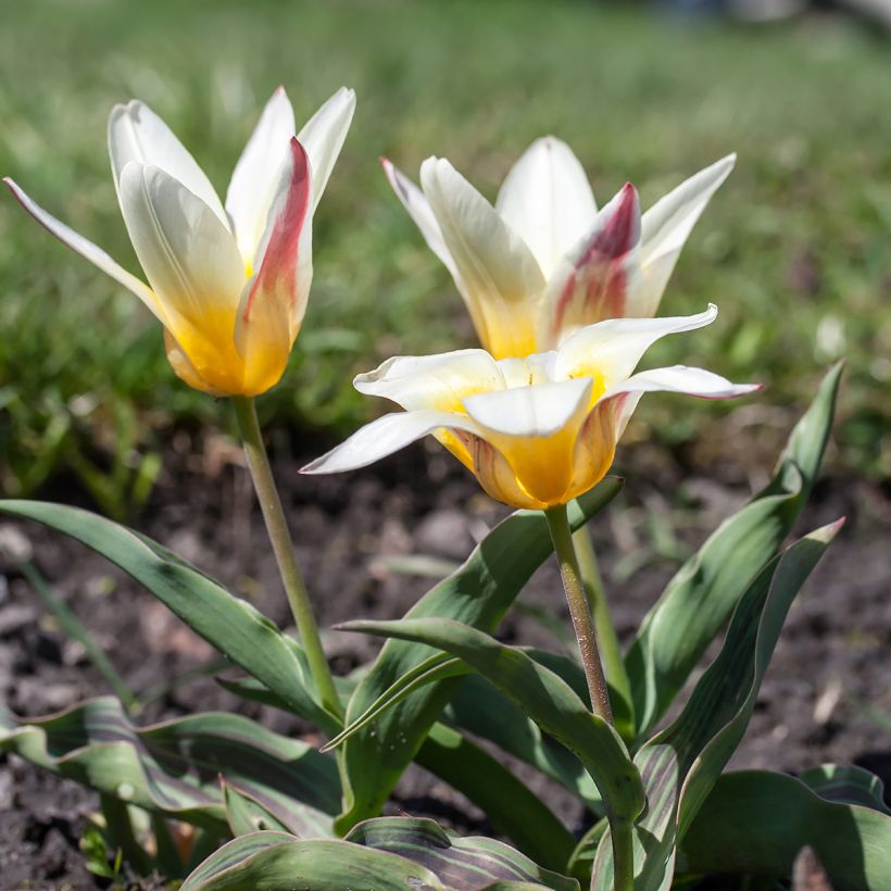 Tulipe botanique kaufmanniana Johann Strauss (Plant habit)