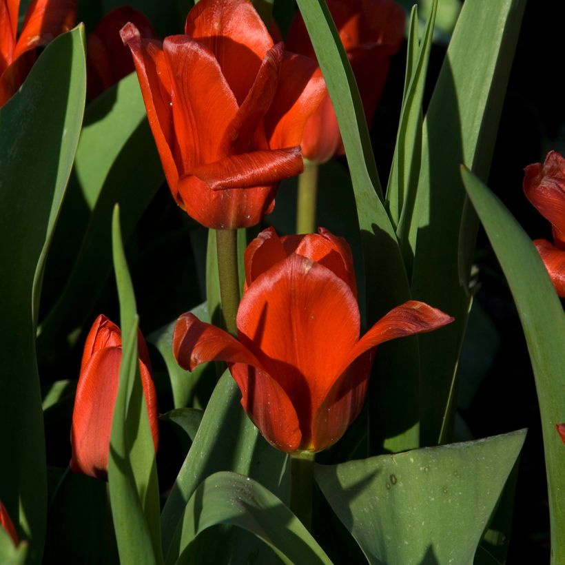 Tulipe botanique kaufmanniana Showwinner (Flowering)