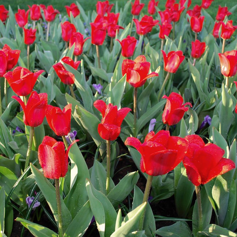 Tulipe botanique kaufmanniana Showwinner (Plant habit)