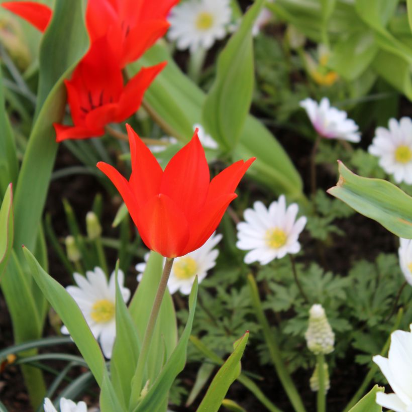 Tulipe botanique praestans Fusilier (Plant habit)