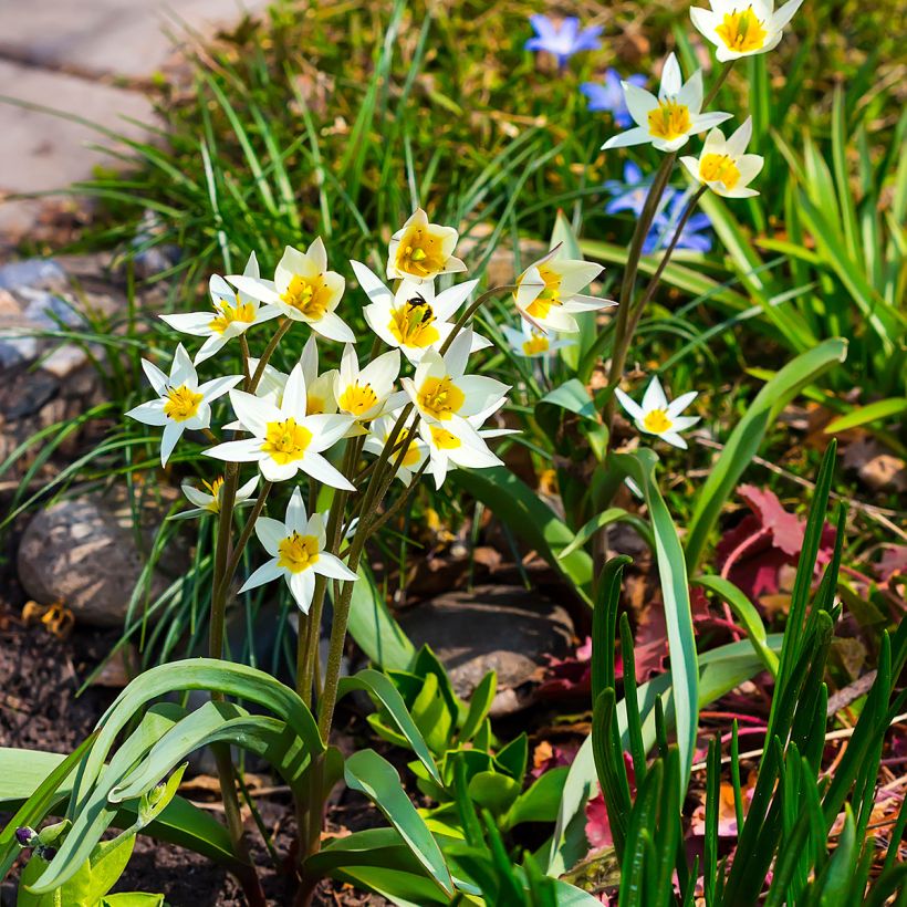 Tulipe botanique turkestanica (Plant habit)