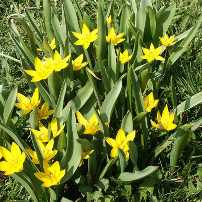 Tulipe botanique urumiensis (Plant habit)