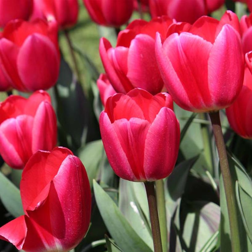 Tulipe Darwin Cherry Delight (Flowering)