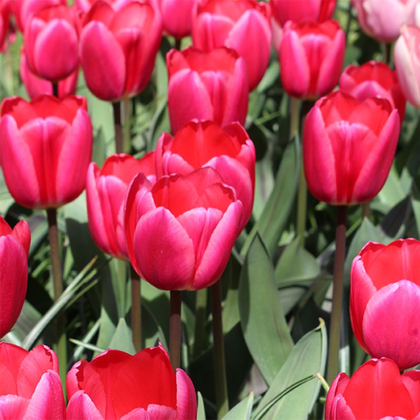Tulipe Darwin Rosy Delight (Flowering)