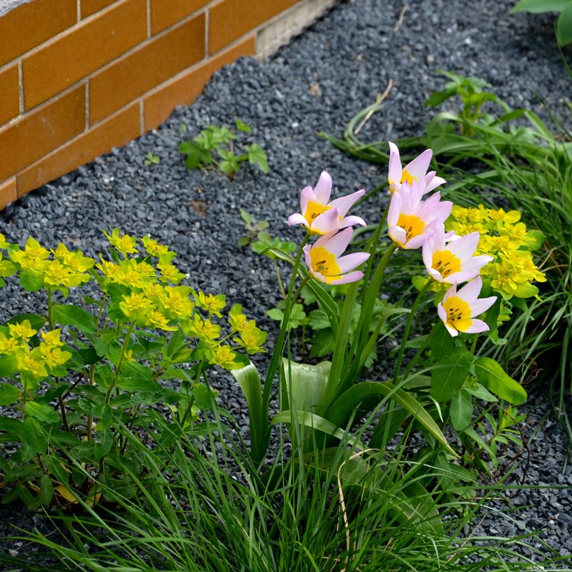 Tulipe de Crète - Tulipa saxatilis (Plant habit)