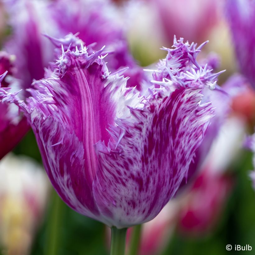 Tulipe dentelée Purple Circus (Flowering)