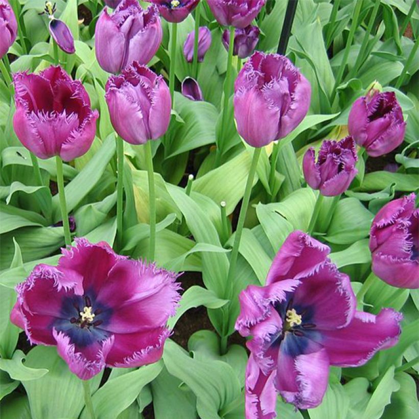Tulipe dentelée Curly Sue (Flowering)
