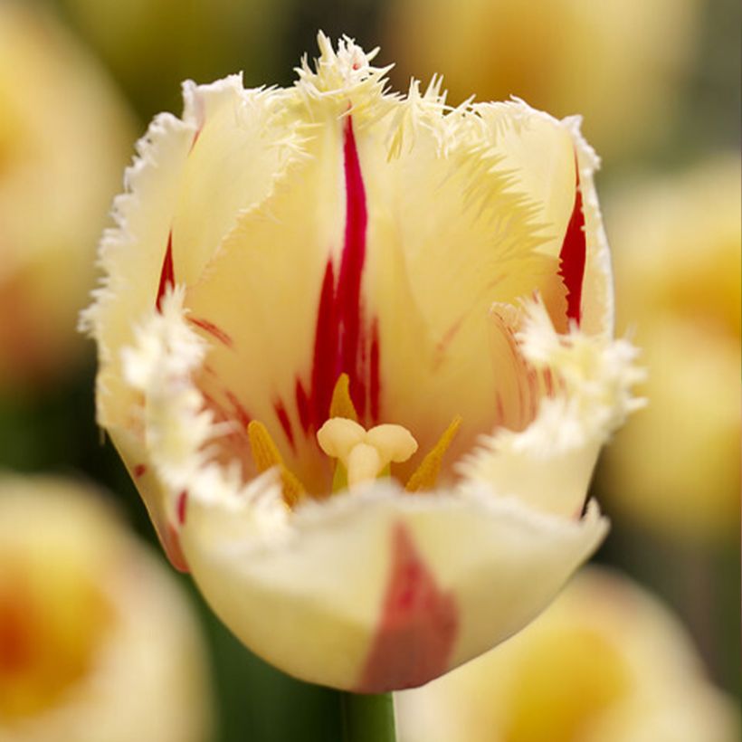 Tulipe dentelée Carrousel (Flowering)