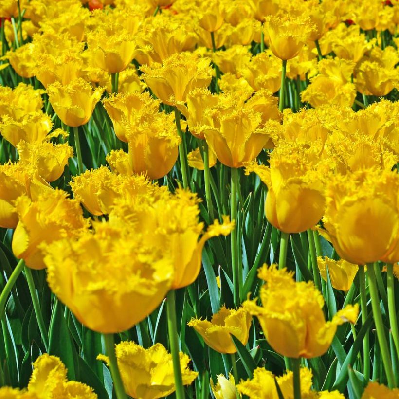 Tulipe dentelée Hamilton (Flowering)