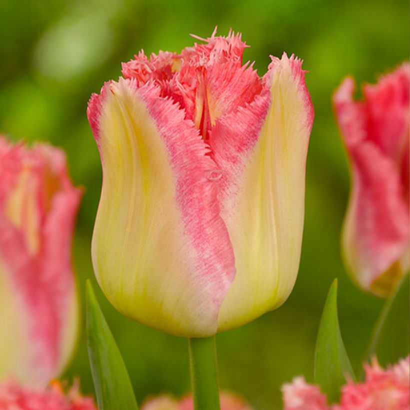 Tulipe dentelée Lingerie (Flowering)