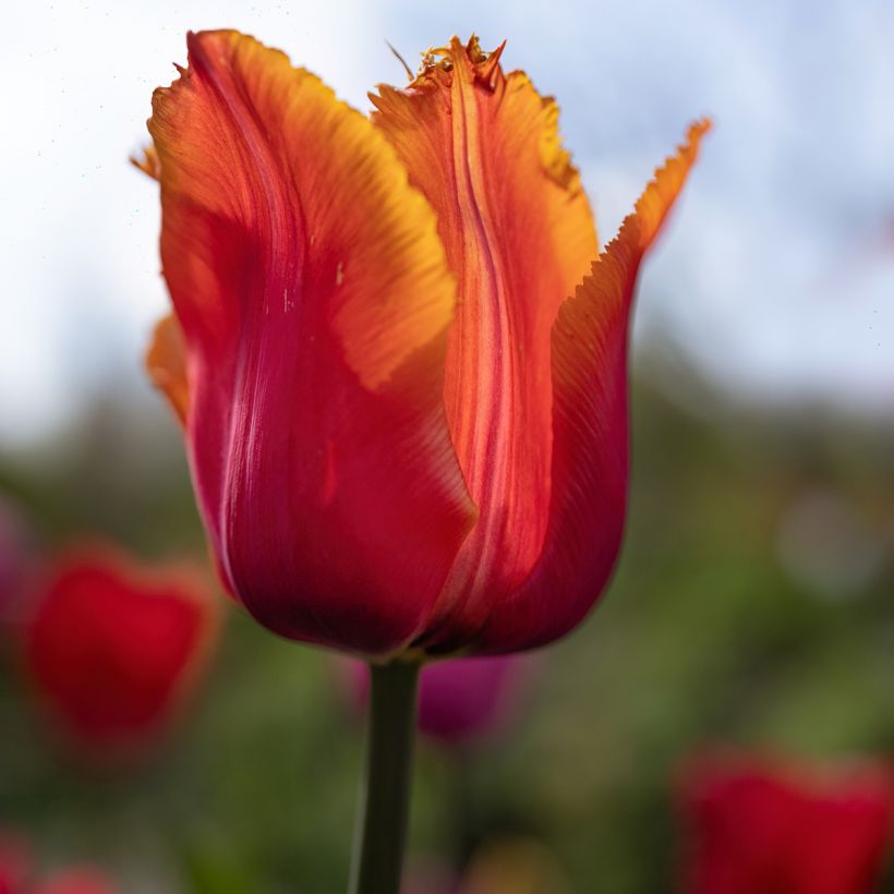 Tulipe dentelée Louvre Orange (Flowering)