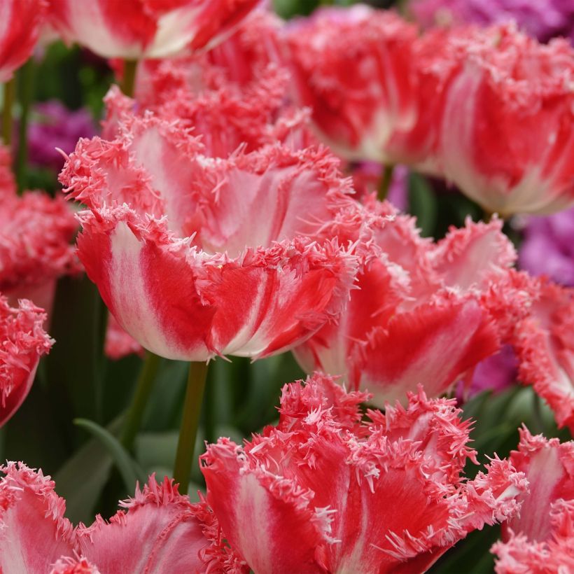 Tulipe dentelée Neglige (Flowering)