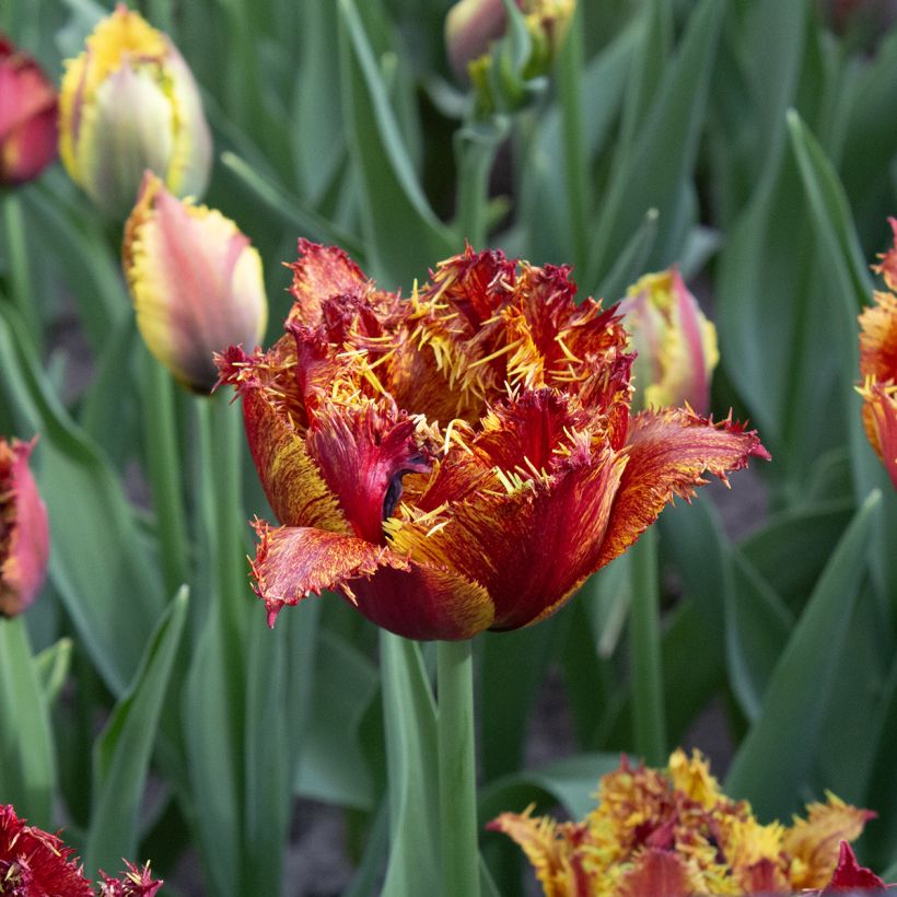 Tulipe dentelée double Bastia (Flowering)