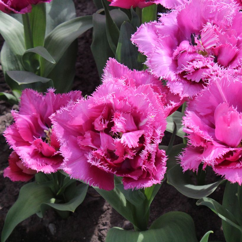 Tulipe dentelée double Match Point (Flowering)
