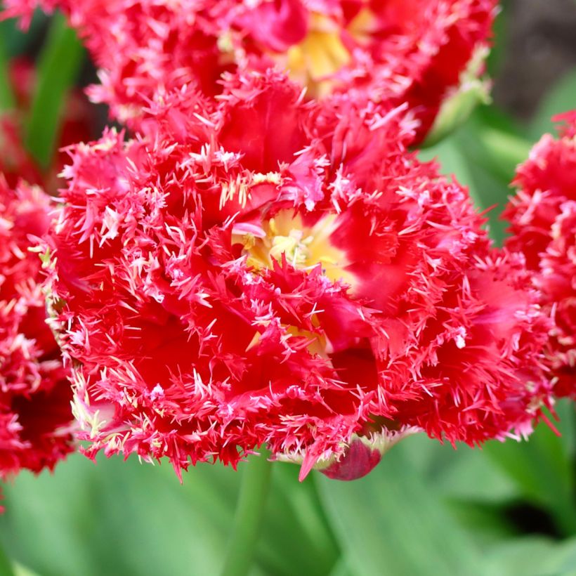 Tulipe dentelée double Qatar (Flowering)