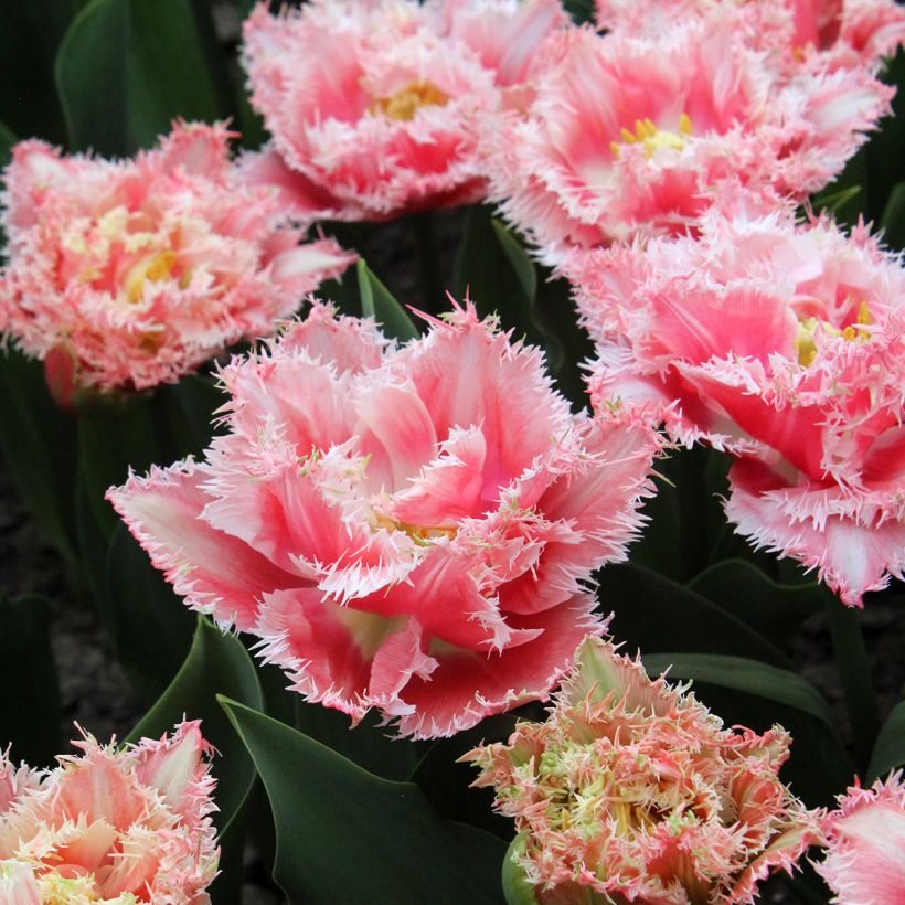 Tulipe dentelée double Queensland (Flowering)