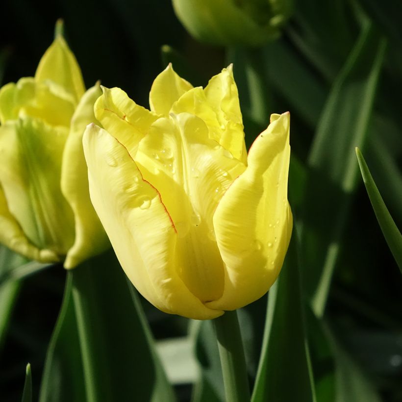 Tulipe double hâtive Aquilla  (Flowering)