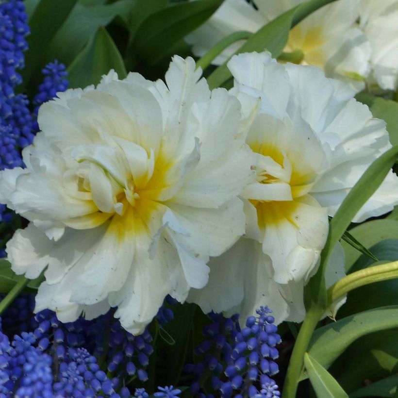 Tulipe double hâtive Cardinal Mindszenty (Flowering)
