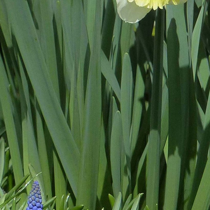 Tulipe double hâtive Copper Image (Foliage)