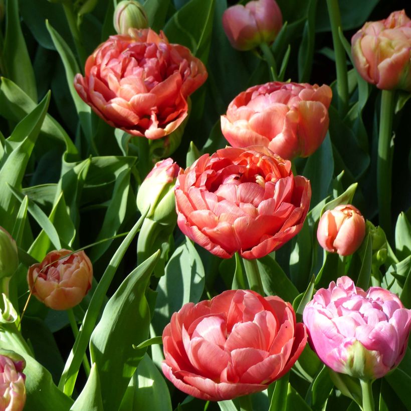 Tulipe double hâtive Copper Image (Flowering)