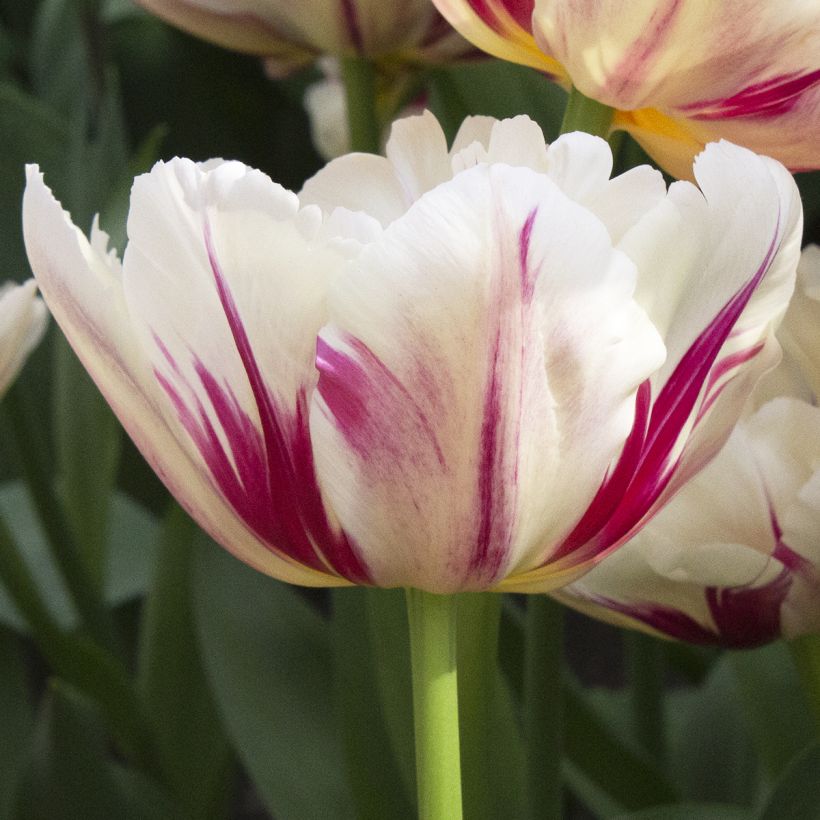 Tulipe double hâtive Flaming Margarita (Flowering)