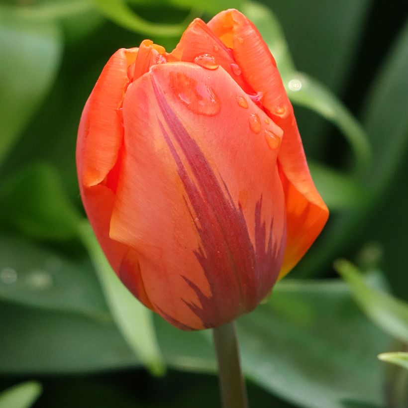 Tulipe double hâtive Hermitage (Flowering)