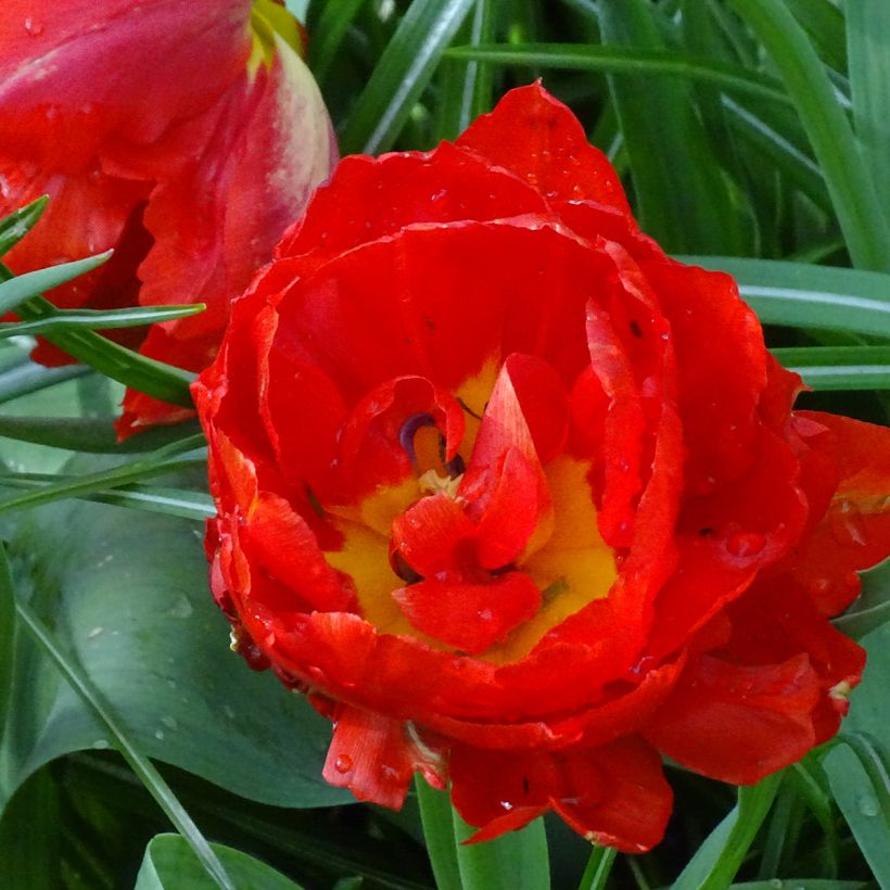 Tulipe double hâtive Viking (Flowering)