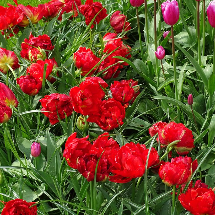 Tulipe double hâtive Viking (Plant habit)