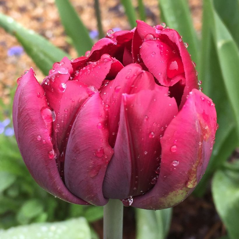 Tulipe double tardive Antraciet (Flowering)