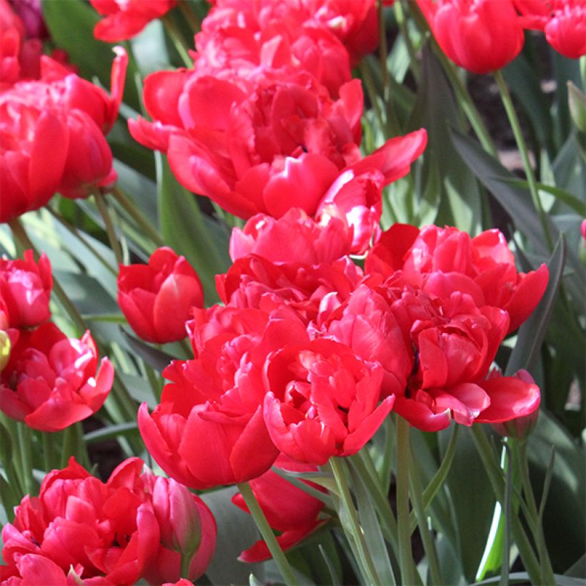 Tulipe double tardive Estatic (Flowering)