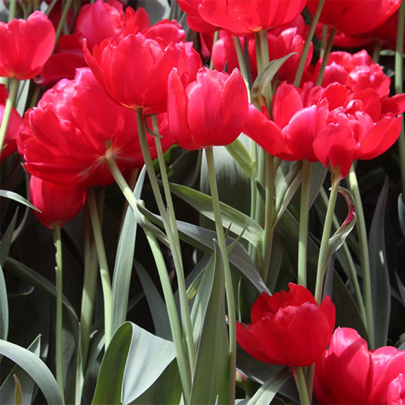 Tulipe double tardive Estatic (Plant habit)